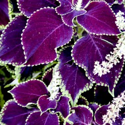 Deep Purple Magic
