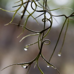 Drop of Chapel of Ease
