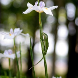 MY Flower