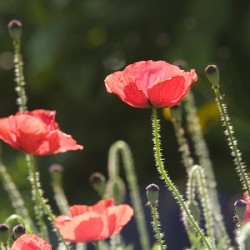 Poppies Ablaze