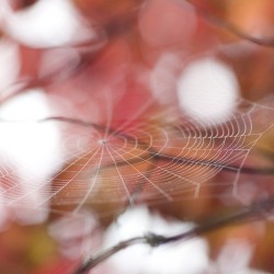 SearchingTheWeb