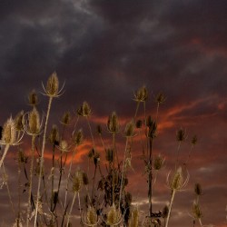 Thistles in a Fire Sky