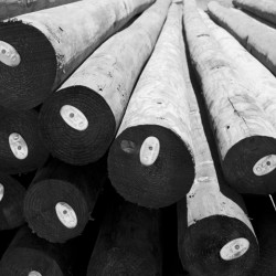 Timber