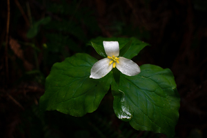 Blooming Trillium