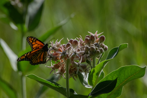 Monarch in Yosemite Valley