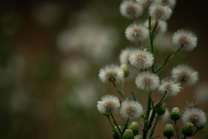 Fleabane 