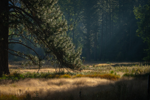 Morning light in Yosemite Valley