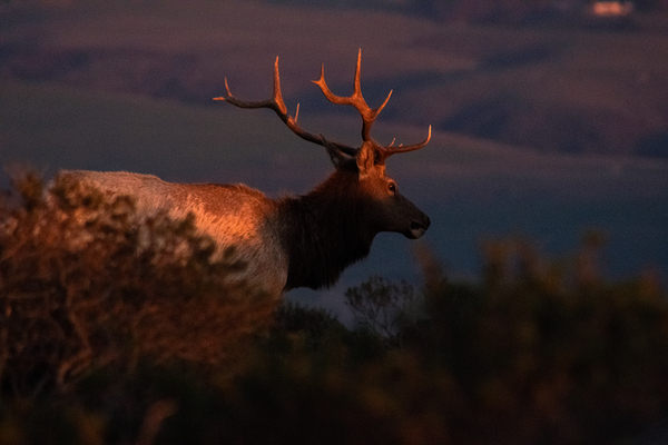 Sunset Elk by Noah Chapman