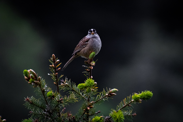 White Crowned Sparrow by Noah Chapman