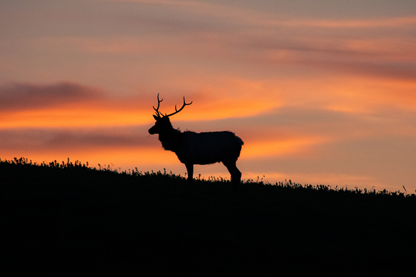 Point Reyes Elk by Noah Chapman