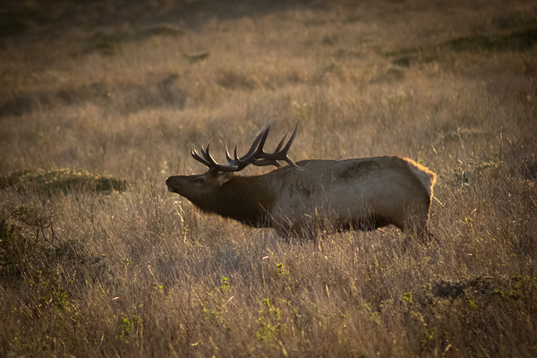 IMG 2095 by Noah Chapman