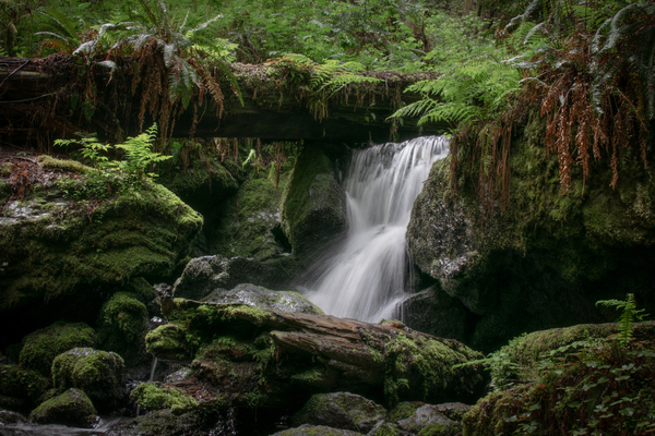 Trillium Falls by Noah Chapman