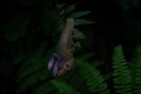 Banana slug on a flower by Noah Chapman