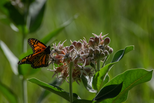 Monarch in Yosemite Valley by Noah Chapman