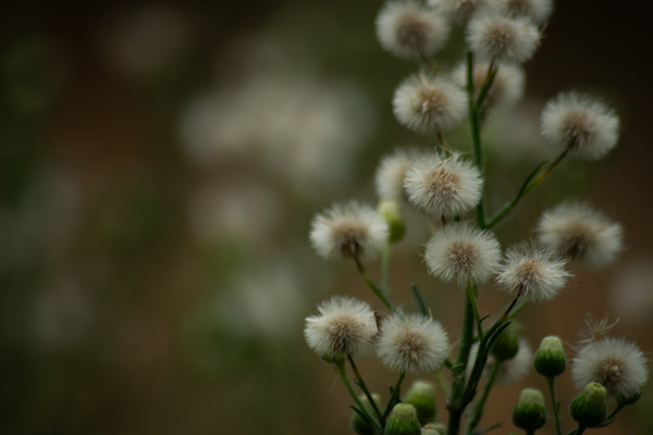 Fleabane  Print