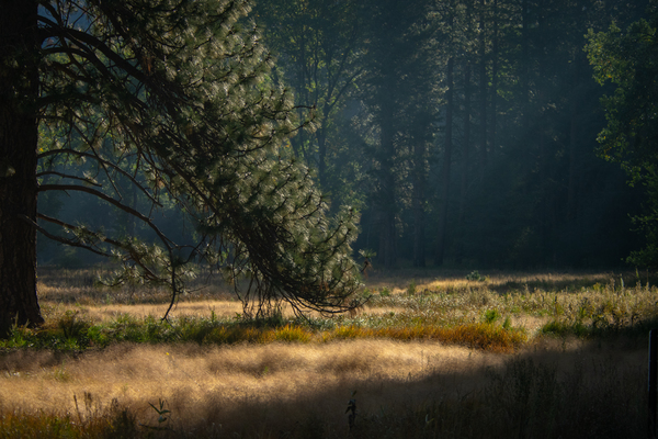 Morning light in Yosemite Valley by Noah Chapman