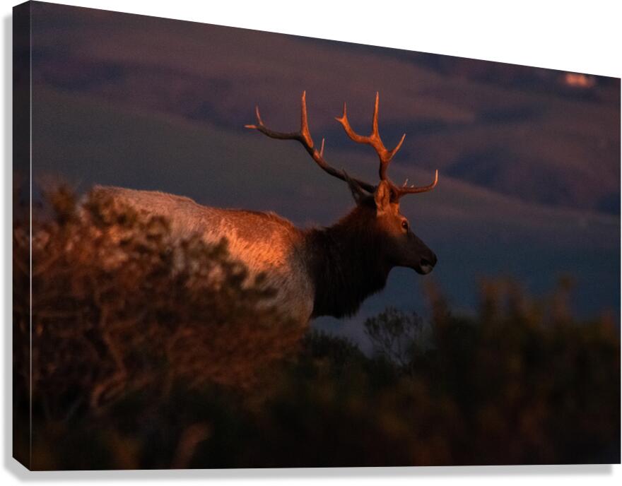 Sunset Elk Canvas Print