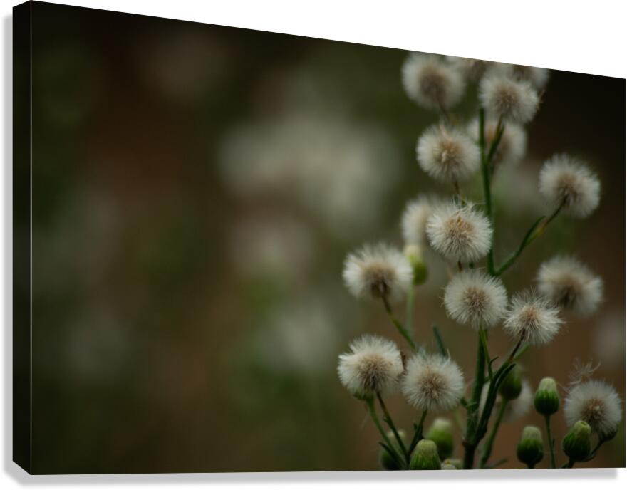 Fleabane  Canvas Print