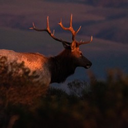 Sunset Elk
