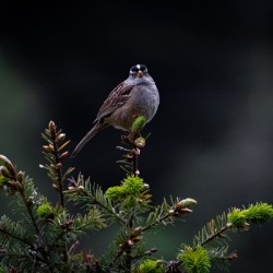 White Crowned Sparrow