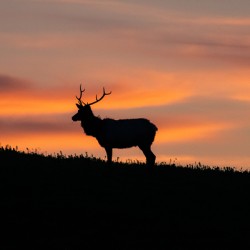 Point Reyes Elk