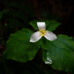 Blooming Trillium