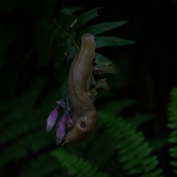Banana slug on a flower