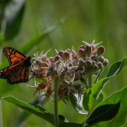 Monarch in Yosemite Valley