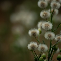Fleabane 