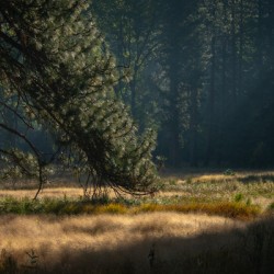 Morning light in Yosemite Valley