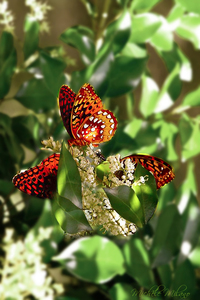 MONARCH Butterflies on Gardenia Blossoms