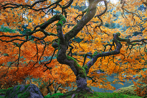 Japanese Maple