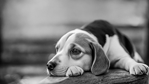 Pensive Pup