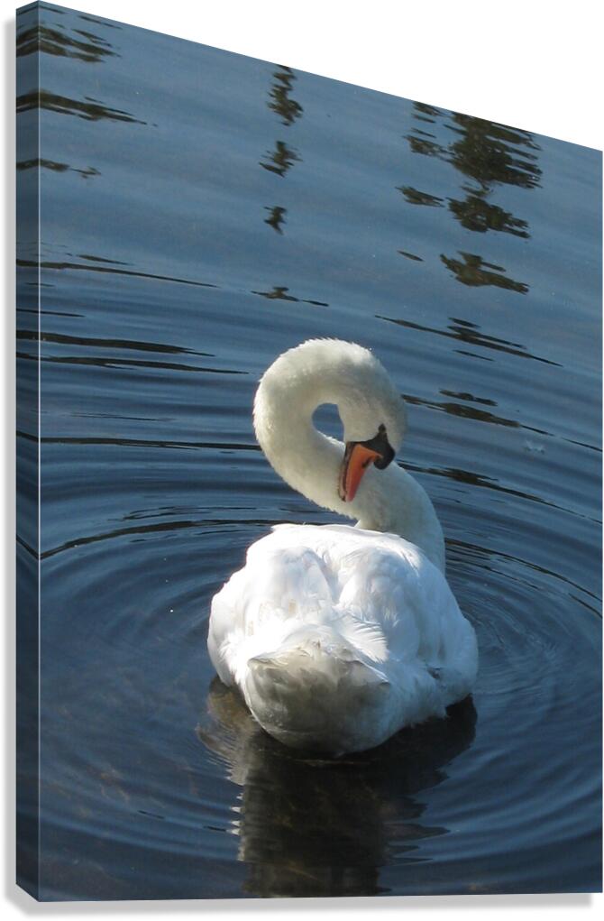 Infinity  Canvas Print