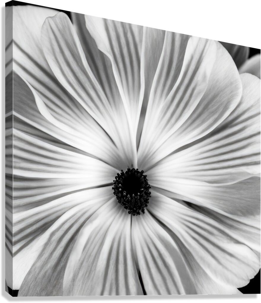 Petals Canvas Print