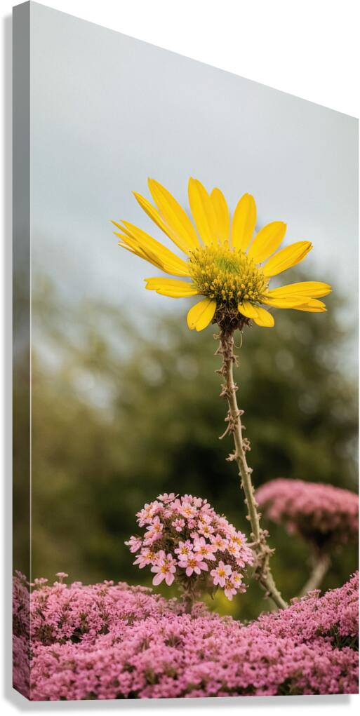 Yellow&Pink Canvas Print