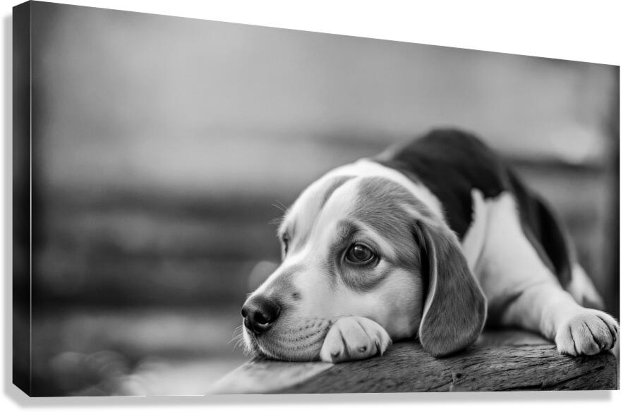 Pensive Pup Canvas Print