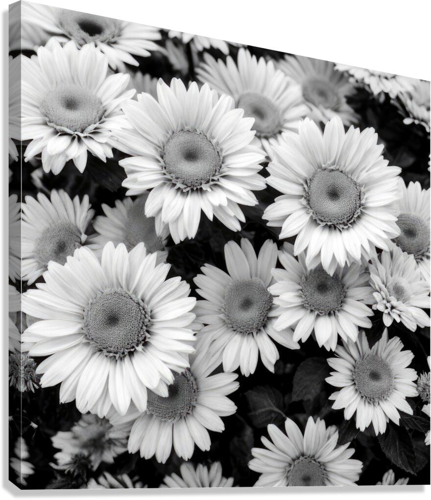 Daisy Canvas Print