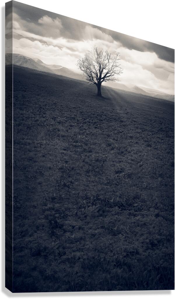 Bare Canvas Print