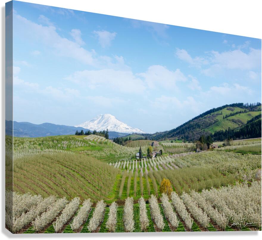 Harvest  Canvas Print