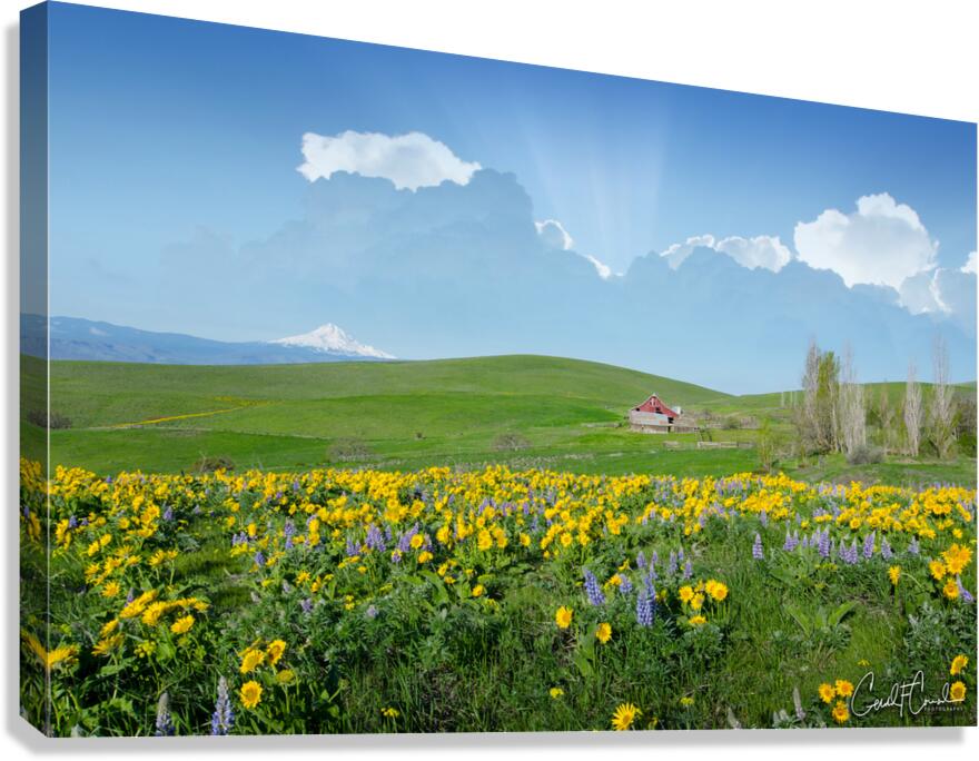 Wildflowers Canvas Print