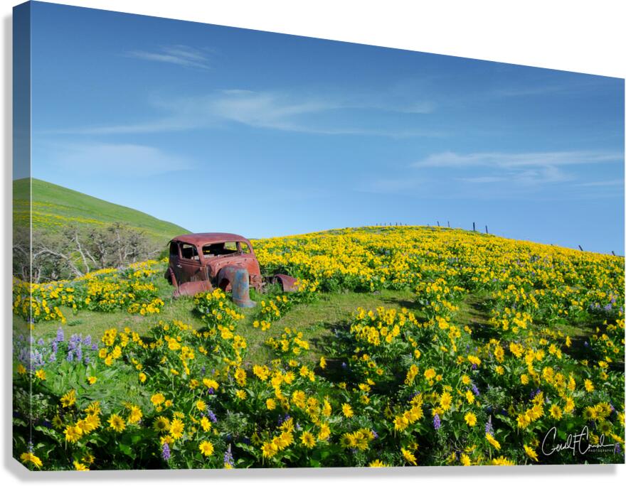 Sunny Canvas Print
