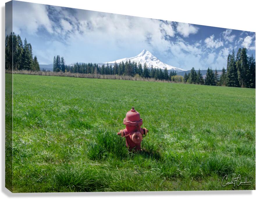 Contrast Canvas Print