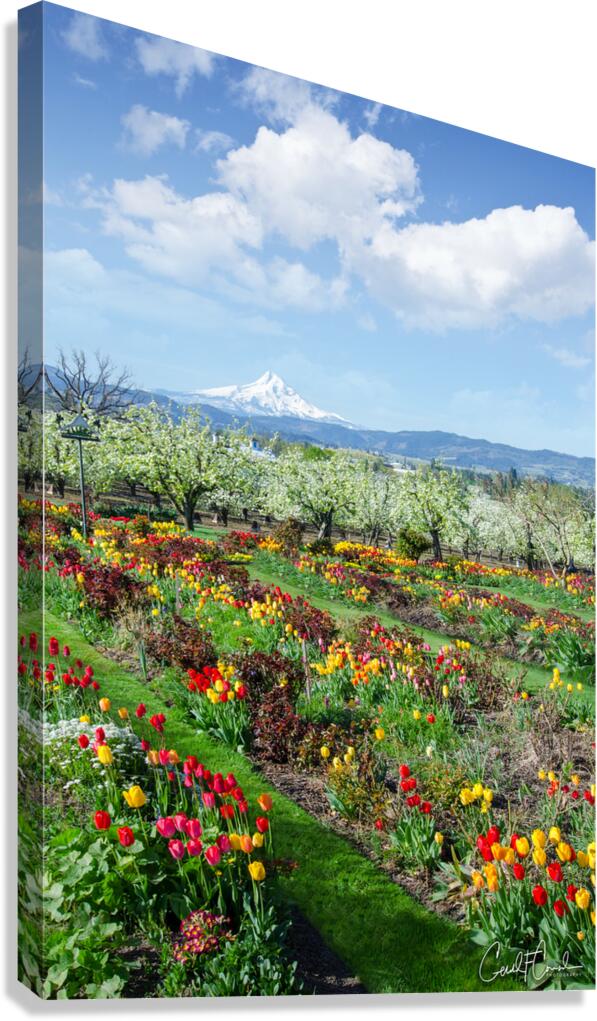 Tulips Canvas Print
