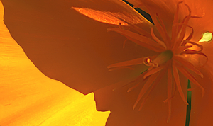 Ce n est pas un parapluie