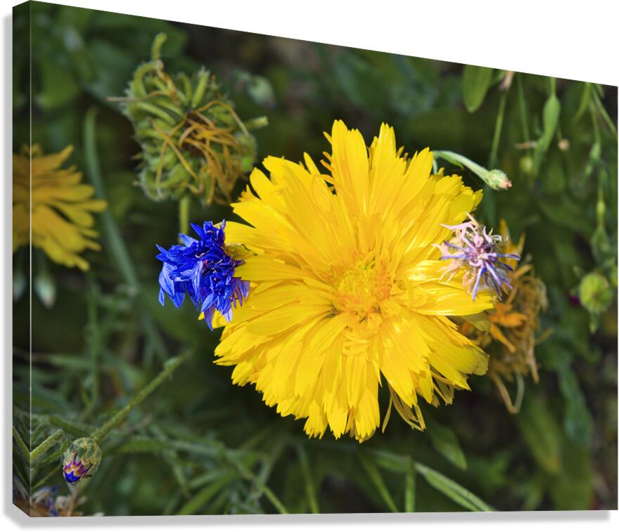 Les danseuses Canvas Print