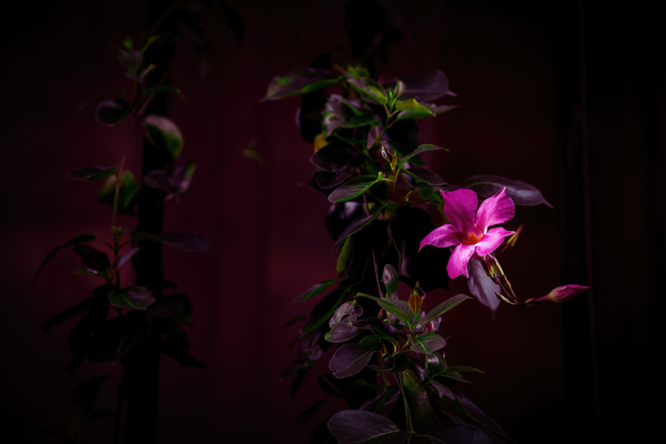 mandevilla flower  by Vivida Photo PC