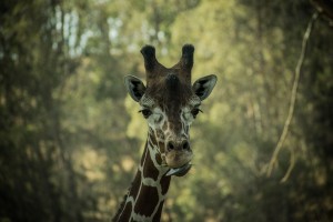 20181104 DSC 0164  3 