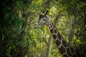 20181104 DSC 0202  3 