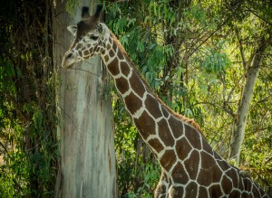 20181104 DSC 0203  3 